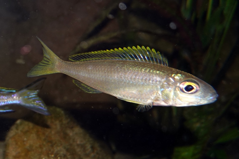 Lestradea perspicax 'Kawasindi Island'